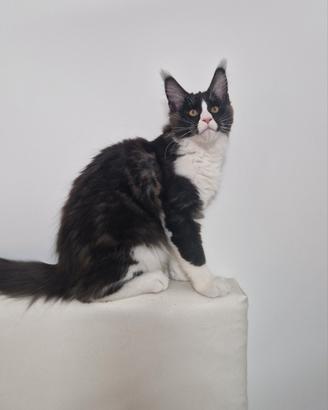 Cucciolo di Maine coon