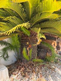 Cycas Revoluta adulta