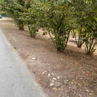 Terreno agricolo Capriglia Irpina