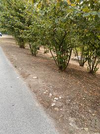 Terreno agricolo Capriglia Irpina