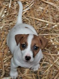 Jack Russell Terrier cuccioli pedigree ROI