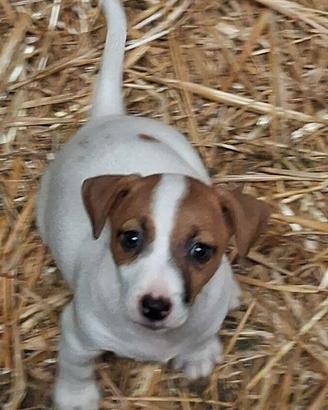 Jack Russell Terrier cuccioli pedigree ROI