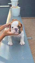 Bulldog inglese cuccioli