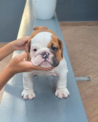 Bulldog inglese cuccioli