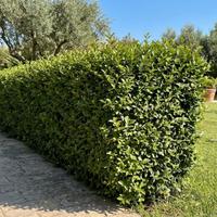 Giardiniere e manutentore edilizia leggera