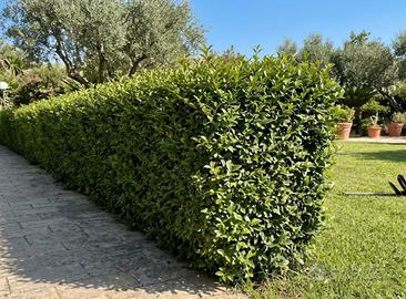 Giardiniere e manutentore edilizia leggera