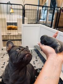 Cuccioli di bulldog esotici