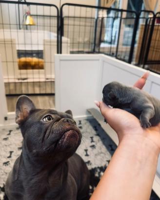 Cuccioli di bulldog esotici