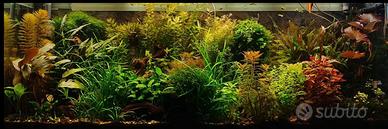 piante per acquario 