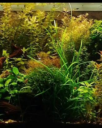 piante per acquario 