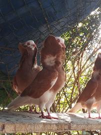 Colombi varie razze , pavoncelle,cappuccino,t