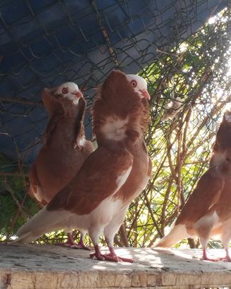 Colombi varie razze , pavoncelle,cappuccino,t