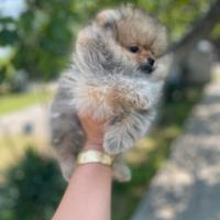 Cuccioli di spitz pomerania M e F