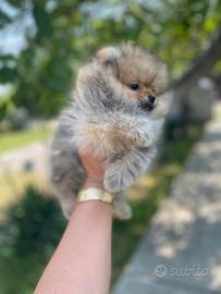 Cuccioli di spitz pomerania M e F