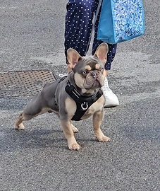 Disponibile per monta