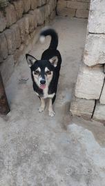 Aprite il box di Balto cagnolino taglia media picc