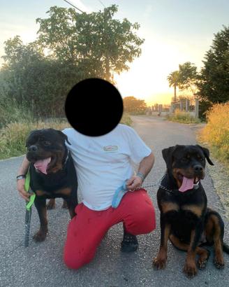 Coppia Rottweiler