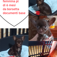 Chihuahua disponibili