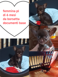 Chihuahua disponibili