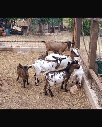 Caprette tibetane