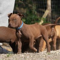 Cuccioli Di American Pit Bull Terrier