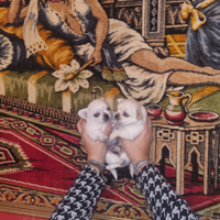 Cuccioli di chihuahua total white