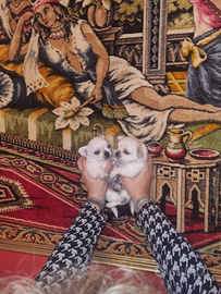 Cuccioli di chihuahua total white