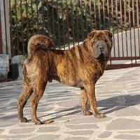 Sharpei disponibile per monta (2 anni)