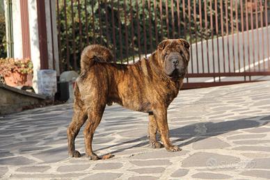 Sharpei disponibile per monta (2 anni)