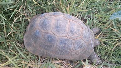 Tartarughe terra