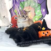 Cuccioli Scottish fold straight e british