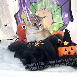 Cuccioli Scottish fold straight e british