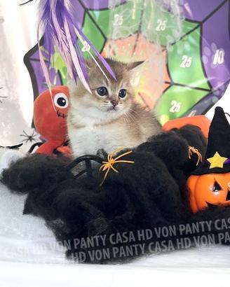 Cuccioli Scottish fold straight e british