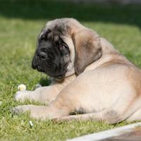 Cucciolone Mastff disponibili