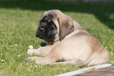 Cucciolone Mastff disponibili