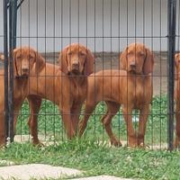 Bracco Ungherese Vizsla