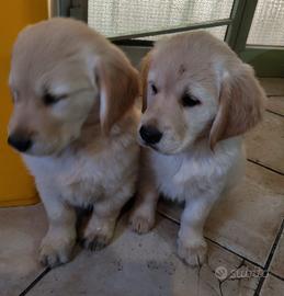 Cuccioli golden retriever