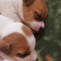 Cuccioli di Jack Russell terrier