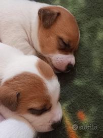 Cuccioli di Jack Russell terrier