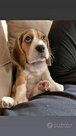 Cuccioli di beagle 3 mesi con pedegree
