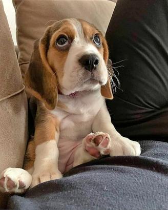 Cuccioli di beagle 3 mesi con pedegree