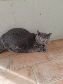 ? British Shorthair Blue - 11 luni ?