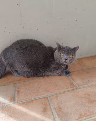 ? British Shorthair Blue - 11 luni ?