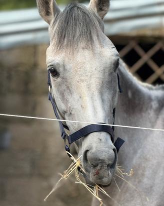 Cavallo intero