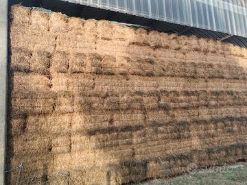 fieno in presse per cavalli,pecore e conigli 