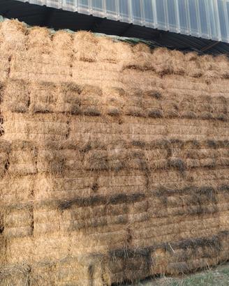 fieno in presse per cavalli,pecore e conigli 
