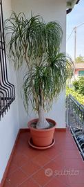 Pianta Beaucarnea recurvata (mangiafumo) adulta