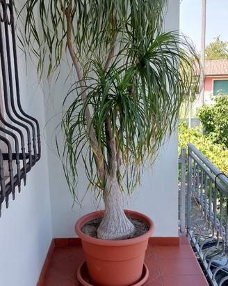 PiantaBeaucarnea recurvata (mangiafumo) adulta