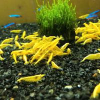 Acquario dolce caridine e ampullarie e altro