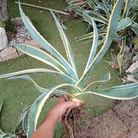 2 piante medie di agave